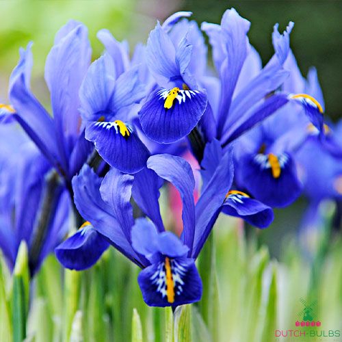 Iris Reticulata Blue Hill