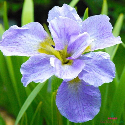 Iris Siberica (Siberian) Ama No Hana