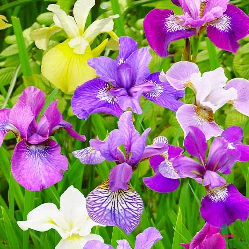 Iris Siberica (Siberian) Breeders Siberica Mix