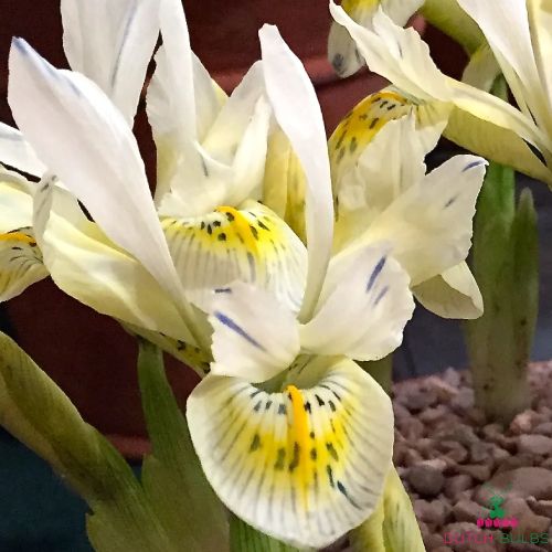 Iris Reticulata Katharines Gold