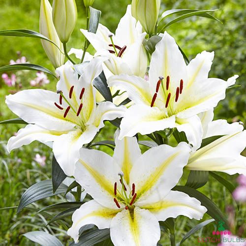 Pack x3 Double Flowering Lillium Lily ''Polar Star'' WPC Prins Bulbs/Tubers 
