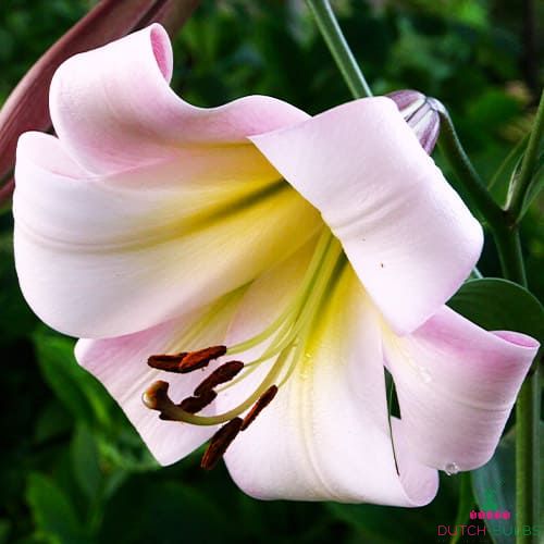 Lily Eastern Moon