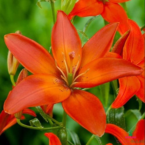 Lily (Lilium) Mandarin Star