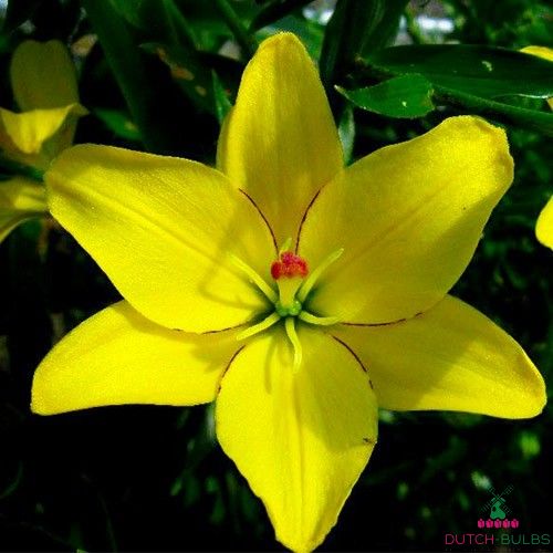 Lilium Yellow Cocotte