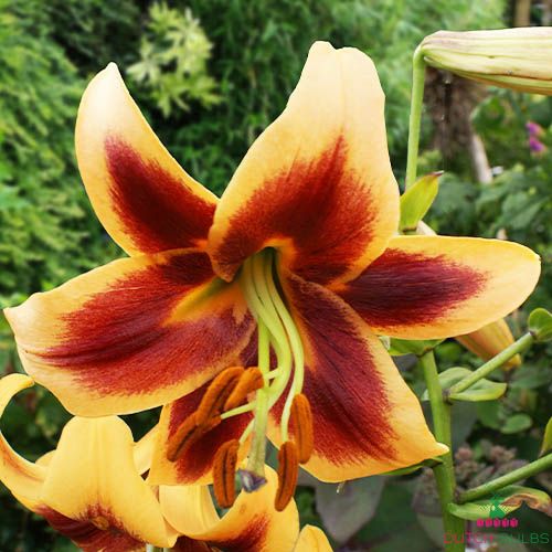 Lily (Lilium) Red Morning
