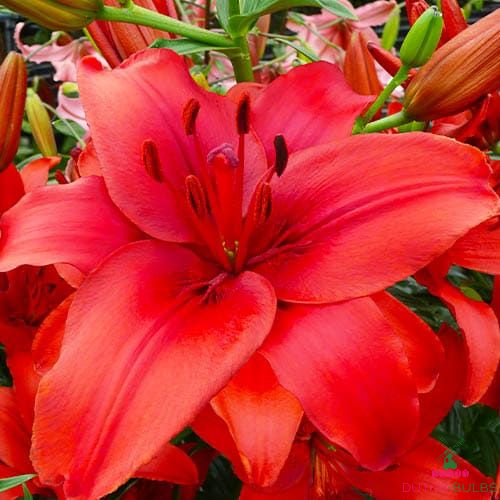 Lily Red Highland