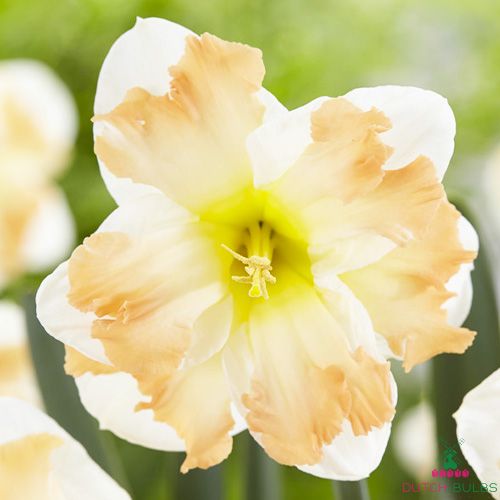 Narcissus (Daffodil) Cum Laude