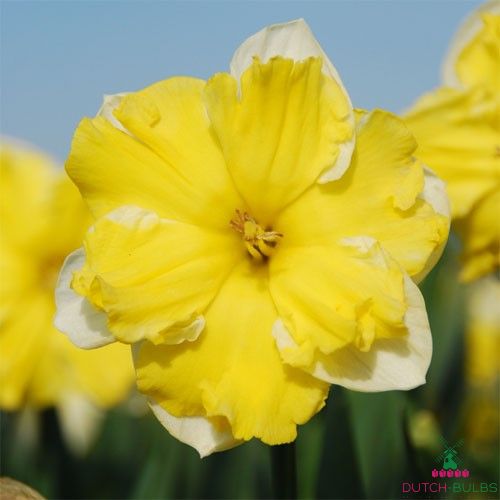 Narcissus (Daffodil) Belcanto