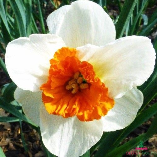 Narcissus (Daffodil) Bella Vista