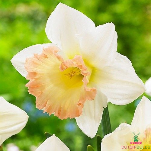 Narcissus (Daffodil) British Gamble