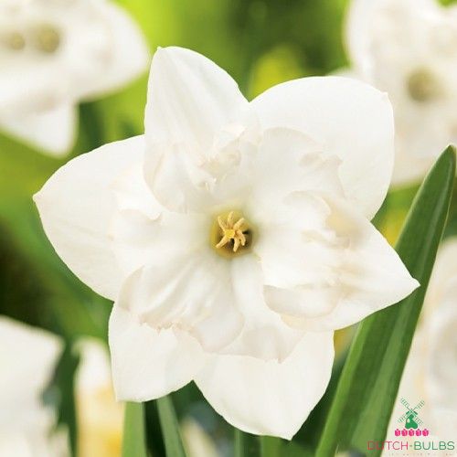 Narcissus (Daffodil) Сolblanc