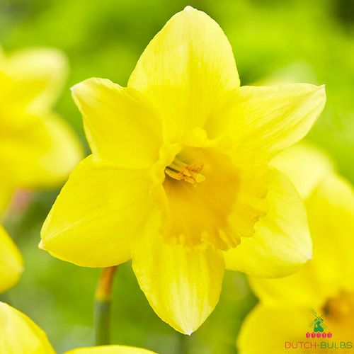 Narcissus (Daffodil) Barenwyn