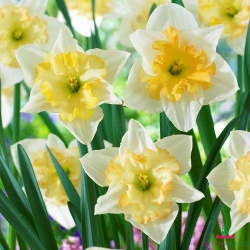 Narcissus (Daffodil) Сhanging Сolors