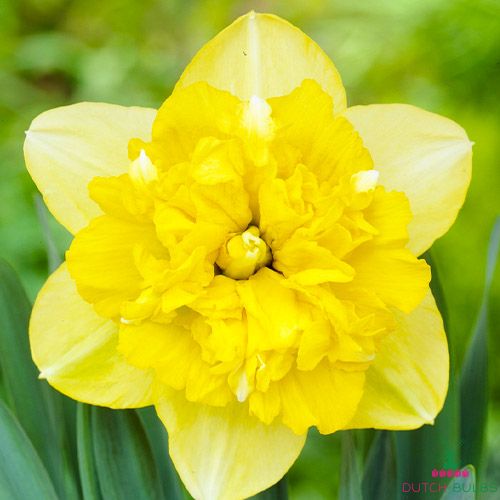 Narcissus (Daffodil) Full House