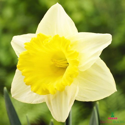 Narcissus (Daffodil) Las Vegas