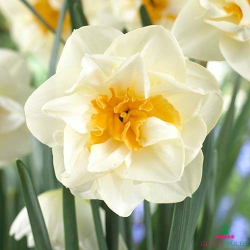 Narcissus (Daffodil) Madison