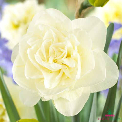 Narcissus (Daffodil) Obdam
