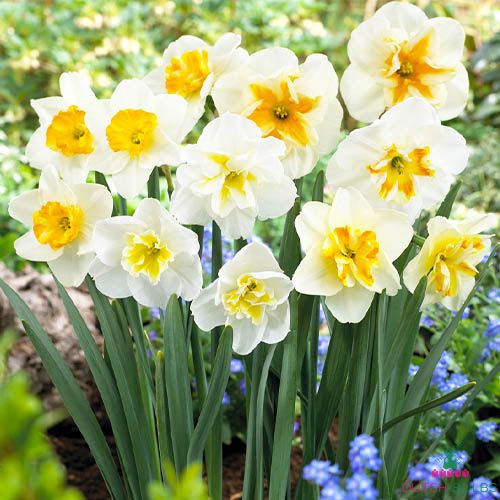 Narcissus (Daffodil) Papillon Mix