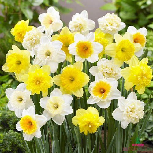 Narcissus (Daffodil) Single Mix