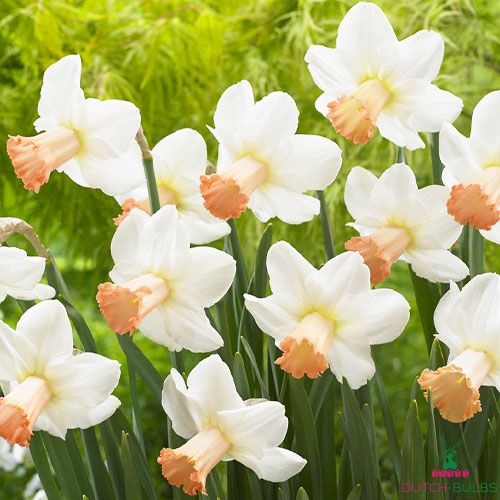Narcissus (Daffodil) Skype