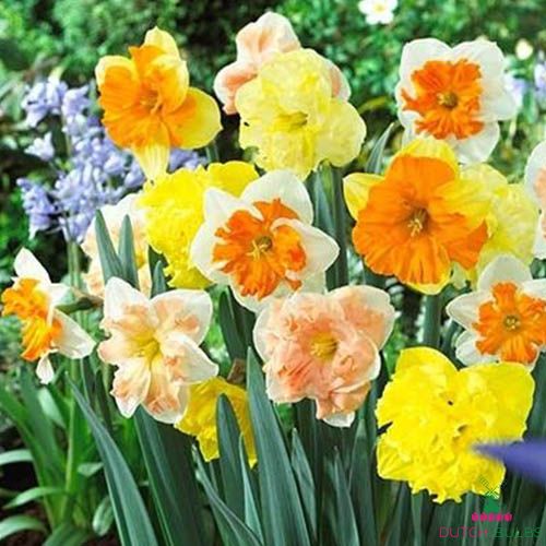 Narcissus (Daffodil) Split Corona Mix