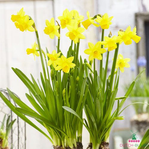 Narcissus (Daffodil) Tete a Tete