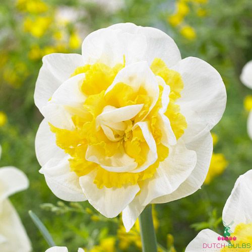 Narcissus (Daffodil) Westward