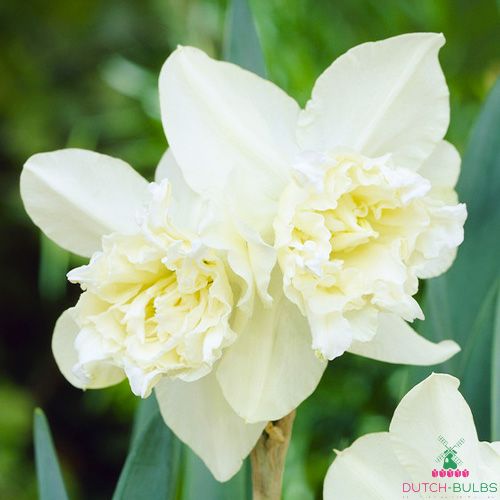 Narcissus (Daffodil) White Marvel