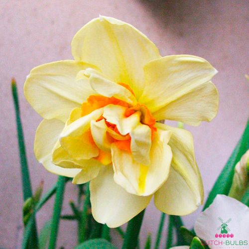 Narcissus (Daffodil) Double Fashion