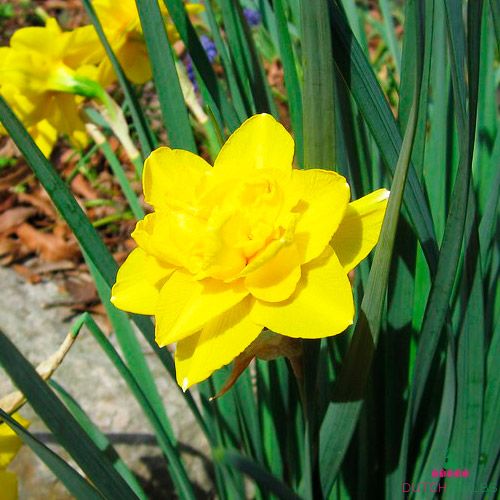 Osterglocken 15 Zwiebeln Narcissus BALDUR-Garten Narzissen Double Duo Mix