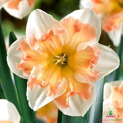Narcissus (Daffodil) Edinburgh