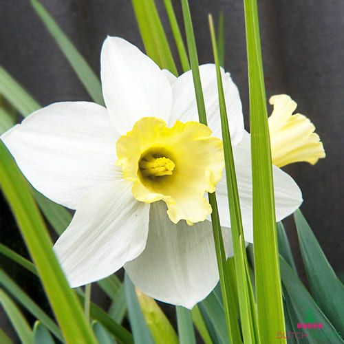 Narcissus (Daffodil) Every Day