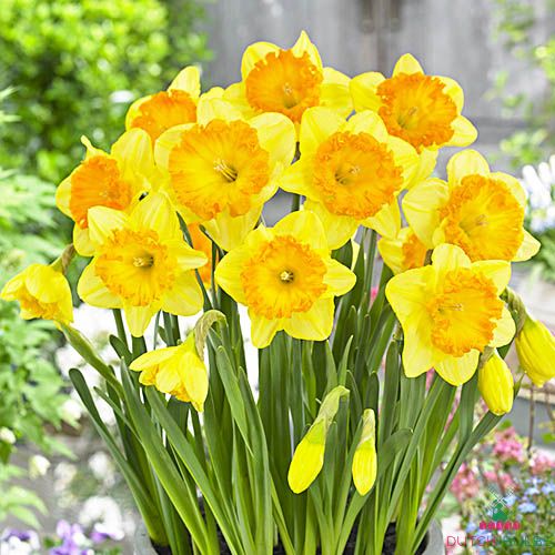 100 Großblumige Narzissen Carlton Blumenzwiebeln Narcissus