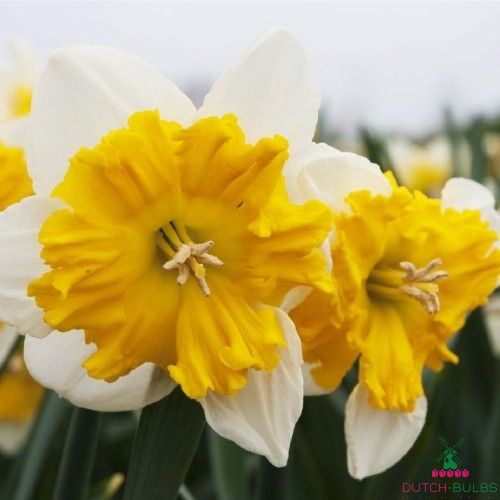 Narcissus (Daffodil) Gabriel Kleiberg