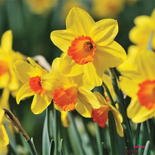 Narcissus (Daffodil) Hollywood