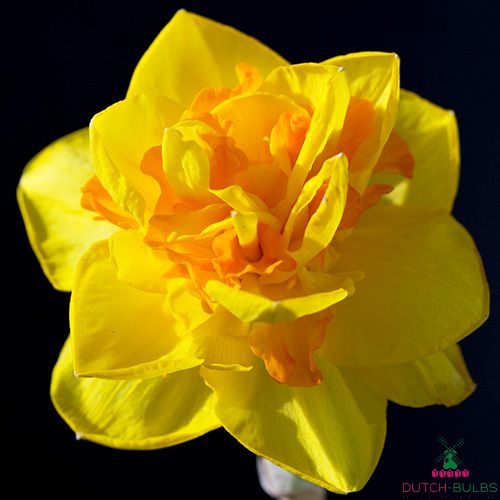 Narcissus (Daffodil) Le Torch