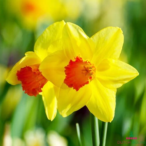 Narcissus (Daffodil)с Love day