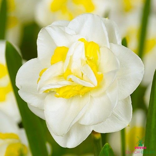 Narcissus (Daffodil) Salou