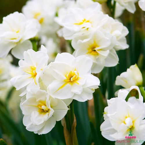 Narcissus (Daffodil) Sir Winston Churchill
