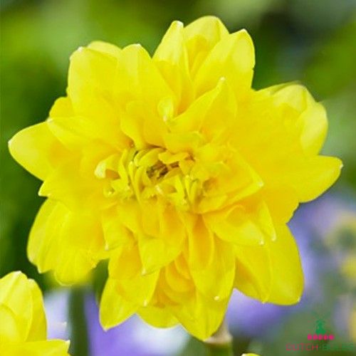 Narcissus (Daffodil) Tete de Luxe