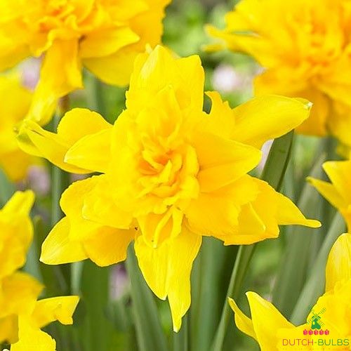 Narcissus (Daffodil) Von Sion