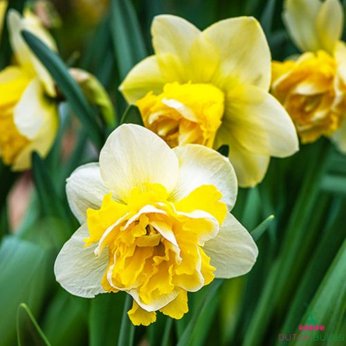 Narcissus (Daffodil) Wave