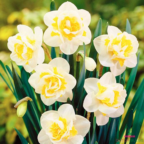 Narcissus (Daffodil) White Lion
