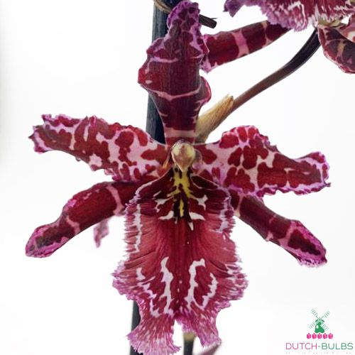 Odontoglossum (Orchid) Stirbic Purple