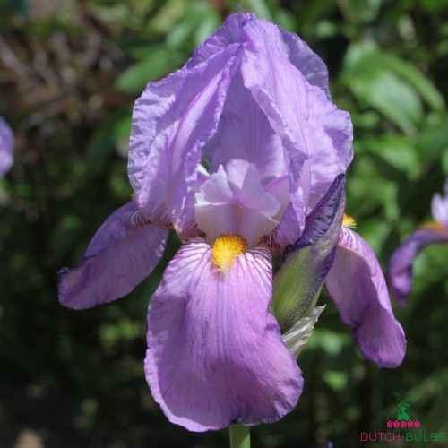 Iris Germanica (Bearded Iris) Pinnacle