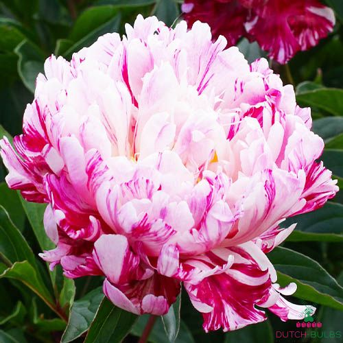 Peony Candy Stripe (Herbaceous)