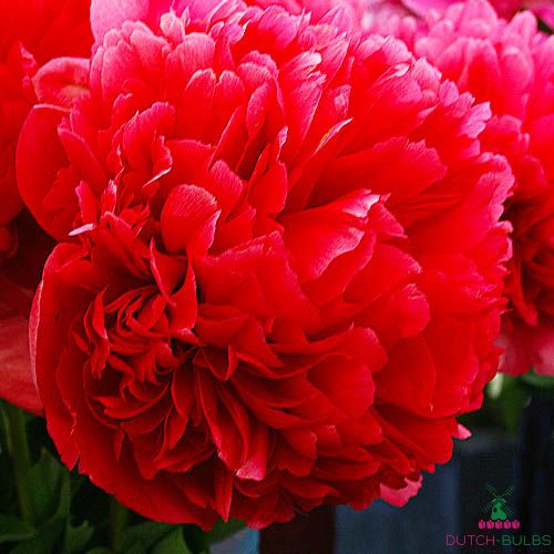 Peony Command Performance (Herbaceous)