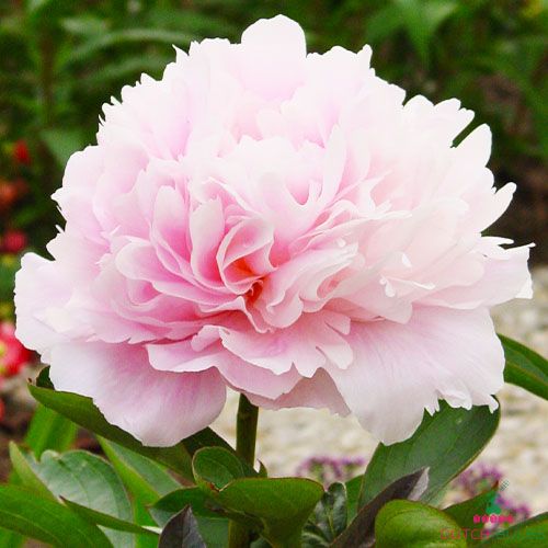 Peony Dinner Plate (Herbaceous)