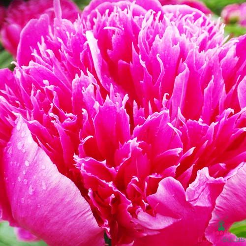 Peony Purple Spider (Herbaceous)