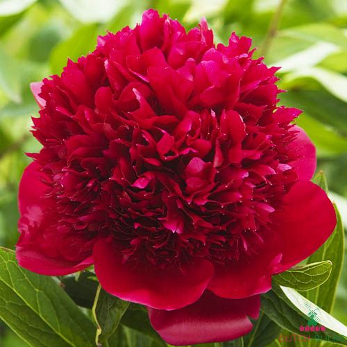 Peony Red Charm (Herbaceous)